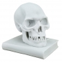 "THE SKULL AND THE BOOK" marble statuette (sculptor A.Santini)  600030061 - photo 2
