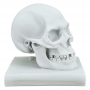 "THE SKULL AND THE BOOK" marble statuette (sculptor A.Santini)  600030061 - photo 4